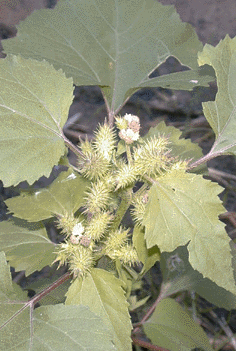 Photograph of cocklebur