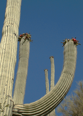 Photograph of red saguaro fruits