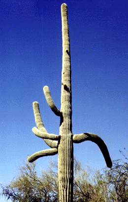 Photograph of saguaro with up and down arms