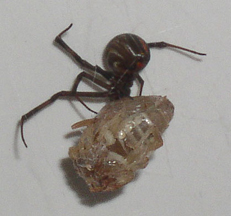 Black widow and scorpion dinner