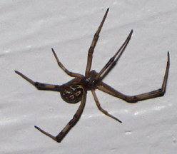 Male black widow