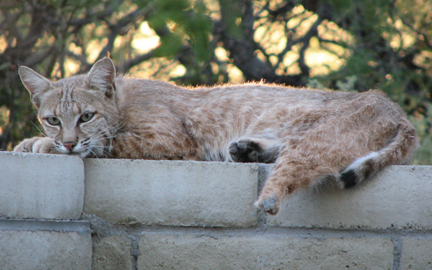 3-pawed bobcat