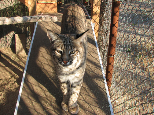 Adult bobcat