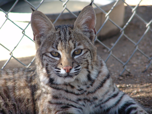 Baby bobcat