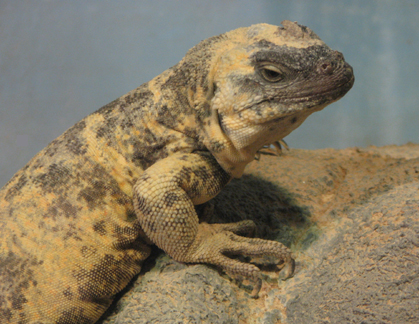 San Esteban Island chuckwalla
