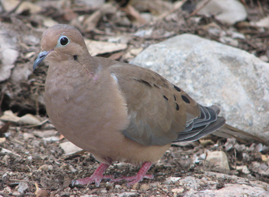 Mourning Dove