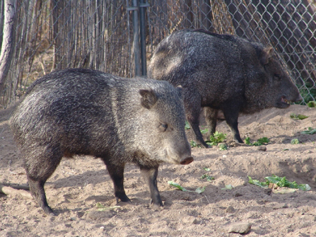 Photograph of two adult javelinas