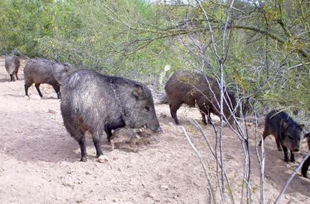 Photo of javelina herd