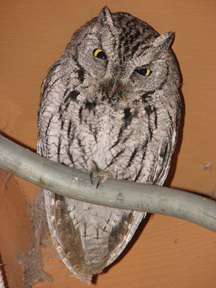 Western screech owl