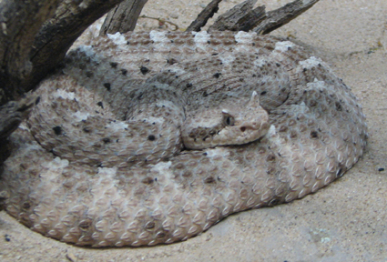 Sonoran sidewinder