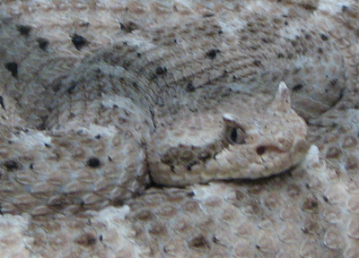 Sonoran sidewinder