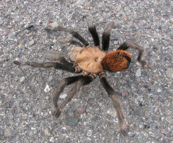 Tarantula crossing the road