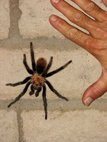 Tarantula and man's hand