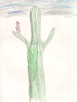 Chrystal drew a cactus wren propped up on the arm of a saguaro cactus.