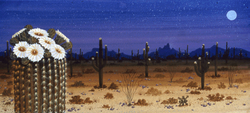 In the foreground, we see a close-up of the white saguaro blossoms. The flowers reflect the moon and stars that shine over the desert.