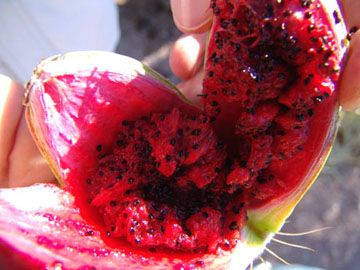 Inside of saguaro fruti