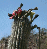 Saguaro Cactus Fruit and Blossom
